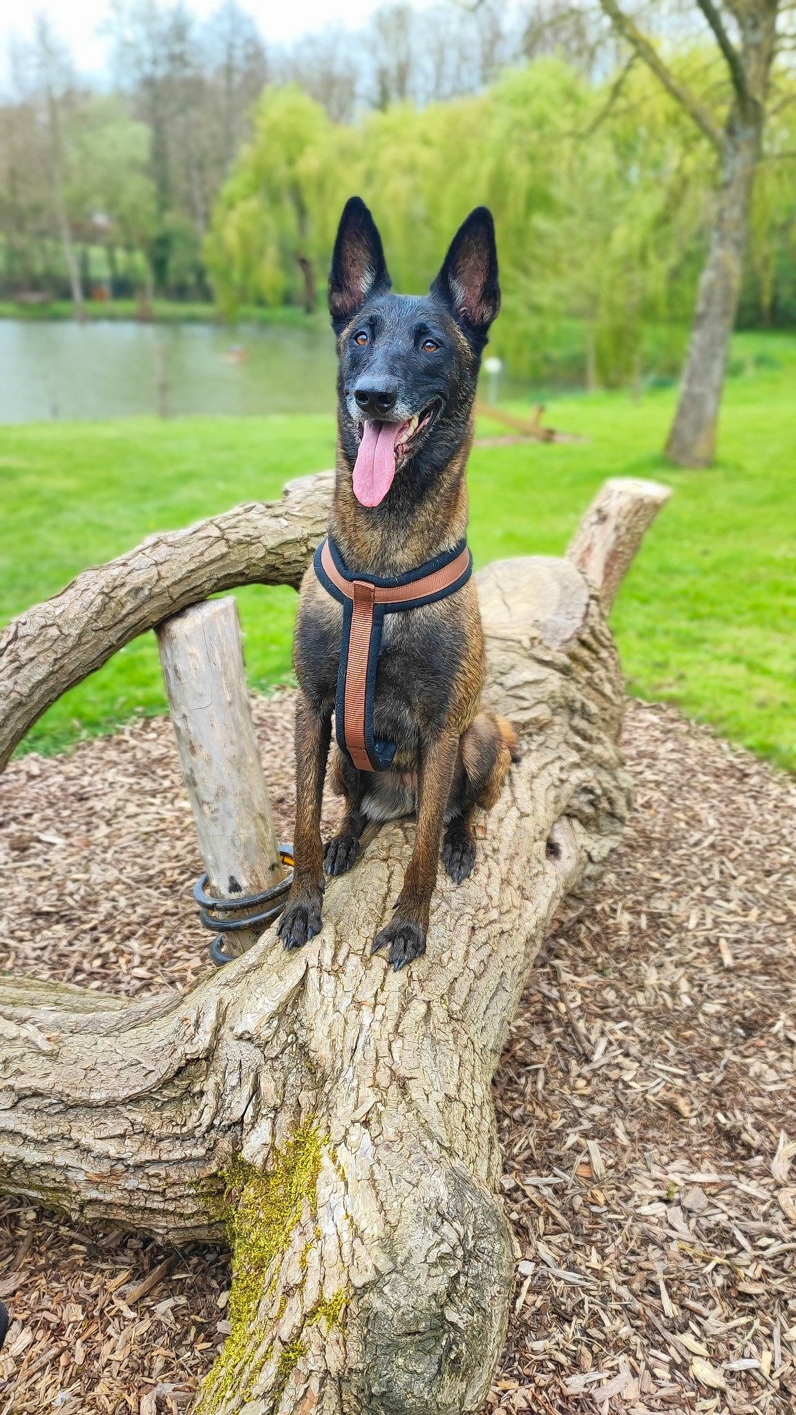 Mona participe au concours pour gagner de l'argent avec cette photo : canidae, carnivore, collar, companion_dog, dog, dog_breed, dog_collar, dog_supply, fawn, grass, herding_dog, plant, recreation, sporting_group, tail, tree, trunk, water, wood, working_animal