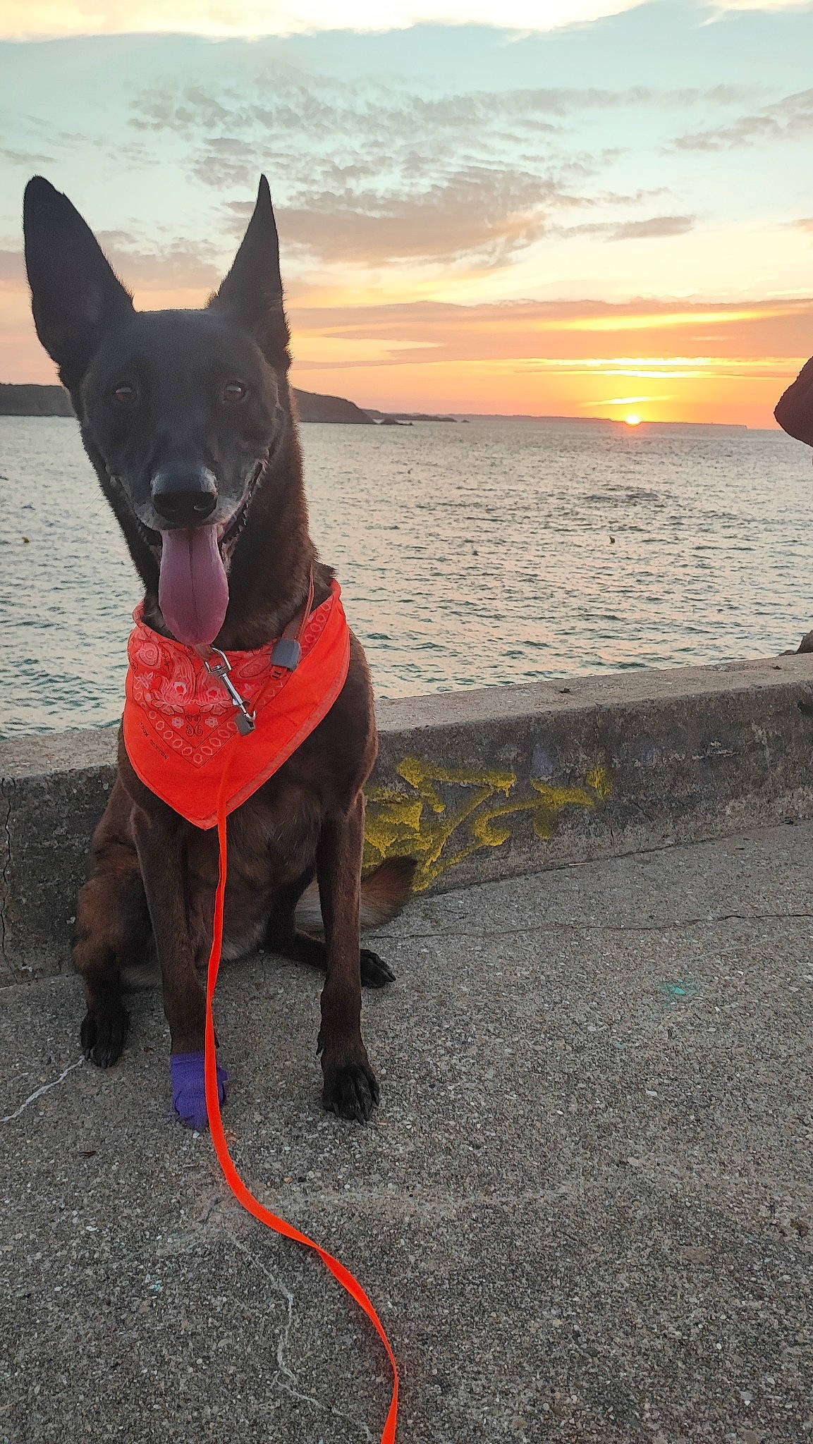 Mona a rejoint le concours — aidez-le/la à gagner de superbes lots ! canidae, carmine, carnivore, cloud, collar, companion_dog, dog, dog_breed, dog_collar, dog_supply, fawn, horizon, lake, pet_supply, sky, snout, sporting_group, tail, water, working_animal