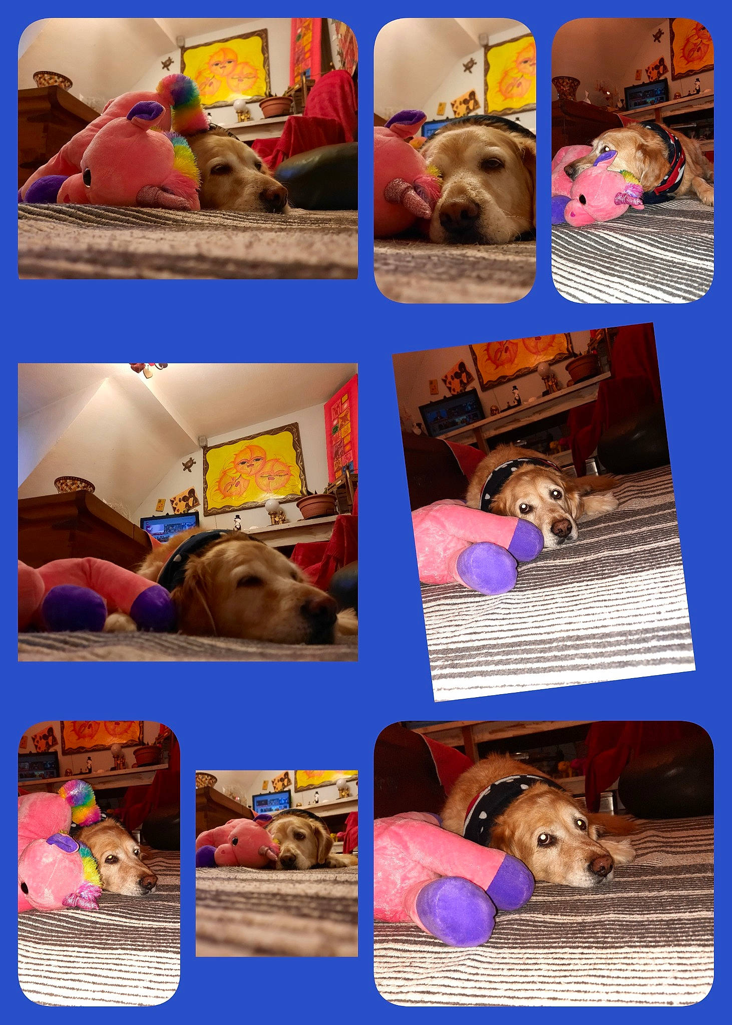 Flavie a rejoint le concours — aidez-le/la à gagner de superbes lots ! adaptation, art, blue, carnivore, collage, comfort, companion_dog, dog, dog_breed, fawn, fun, leisure, mammal, organism, photograph, product, snapshot, summer, travel, vertebrate