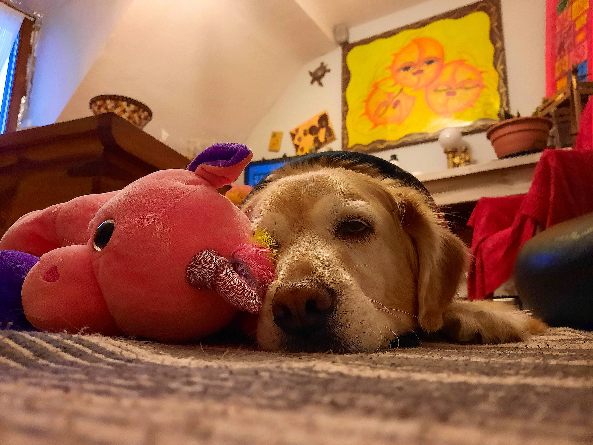 Flavie participe au concours pour gagner de l'argent avec cette photo : ball, carnivore, comfort, companion_dog, couch, dog, dog_breed, dog_supply, dog_toy, fawn, flooring, fun, pet_supply, picture_frame, room, snout, sporting_group, toy, window, working_animal