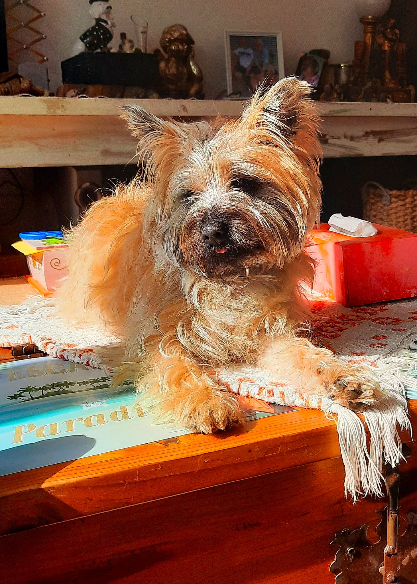 Tifen participe au concours pour gagner de l'argent avec cette photo : canidae, carnivore, companion_dog, dog, dog_breed, dog_supply, flooring, fur, hardwood, picture_frame, room, small_terrier, snout, sporting_group, terrier, toy_dog, wood, working_animal, working_terrier, yorkipoo