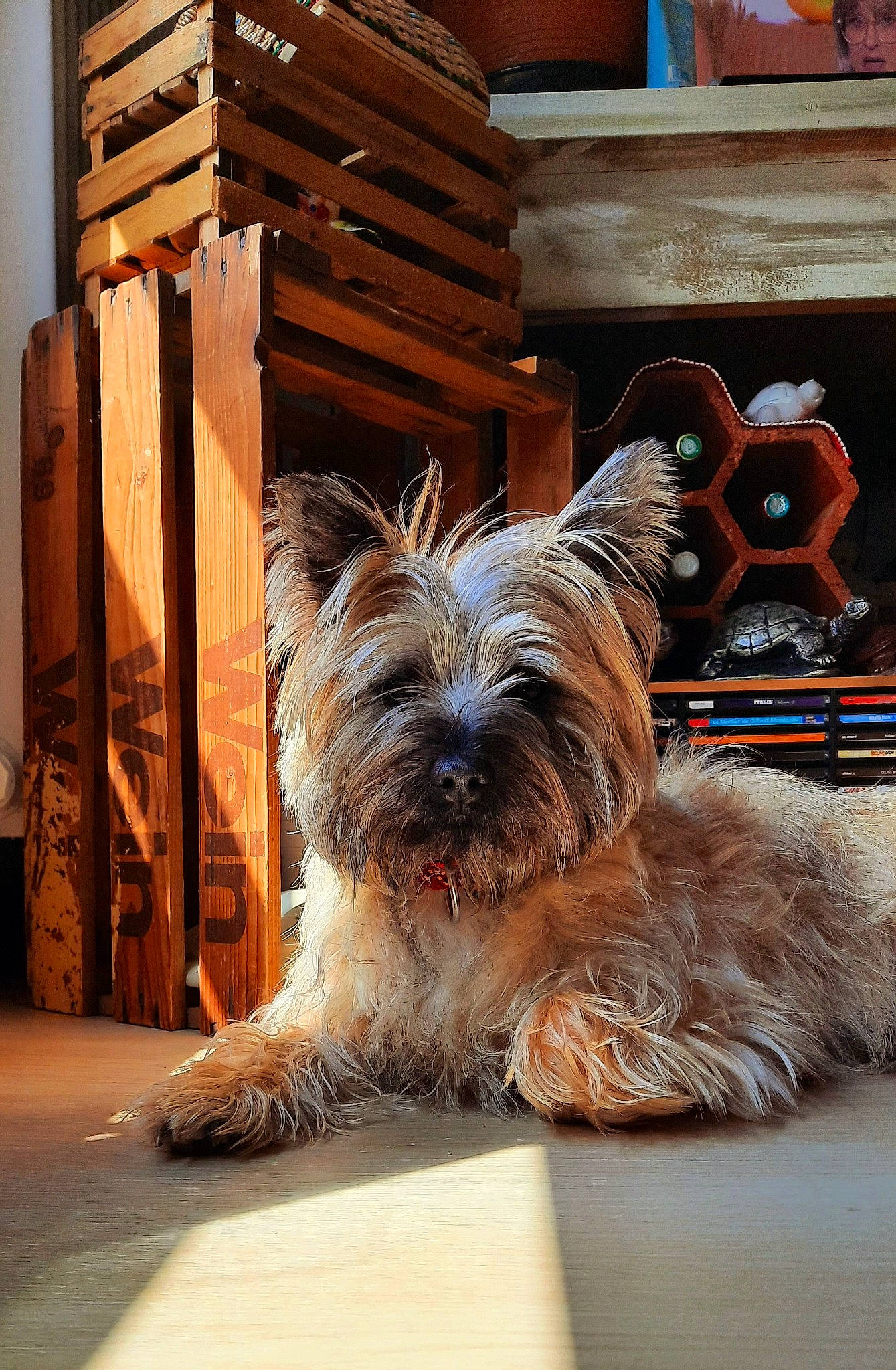 Tifen a rejoint le concours — aidez-le/la à gagner de superbes lots ! biewer_terrier, canidae, carnivore, companion_dog, dog, dog_breed, dog_supply, flooring, hardwood, liver, small_terrier, snout, sporting_group, toy_dog, wood, working_animal