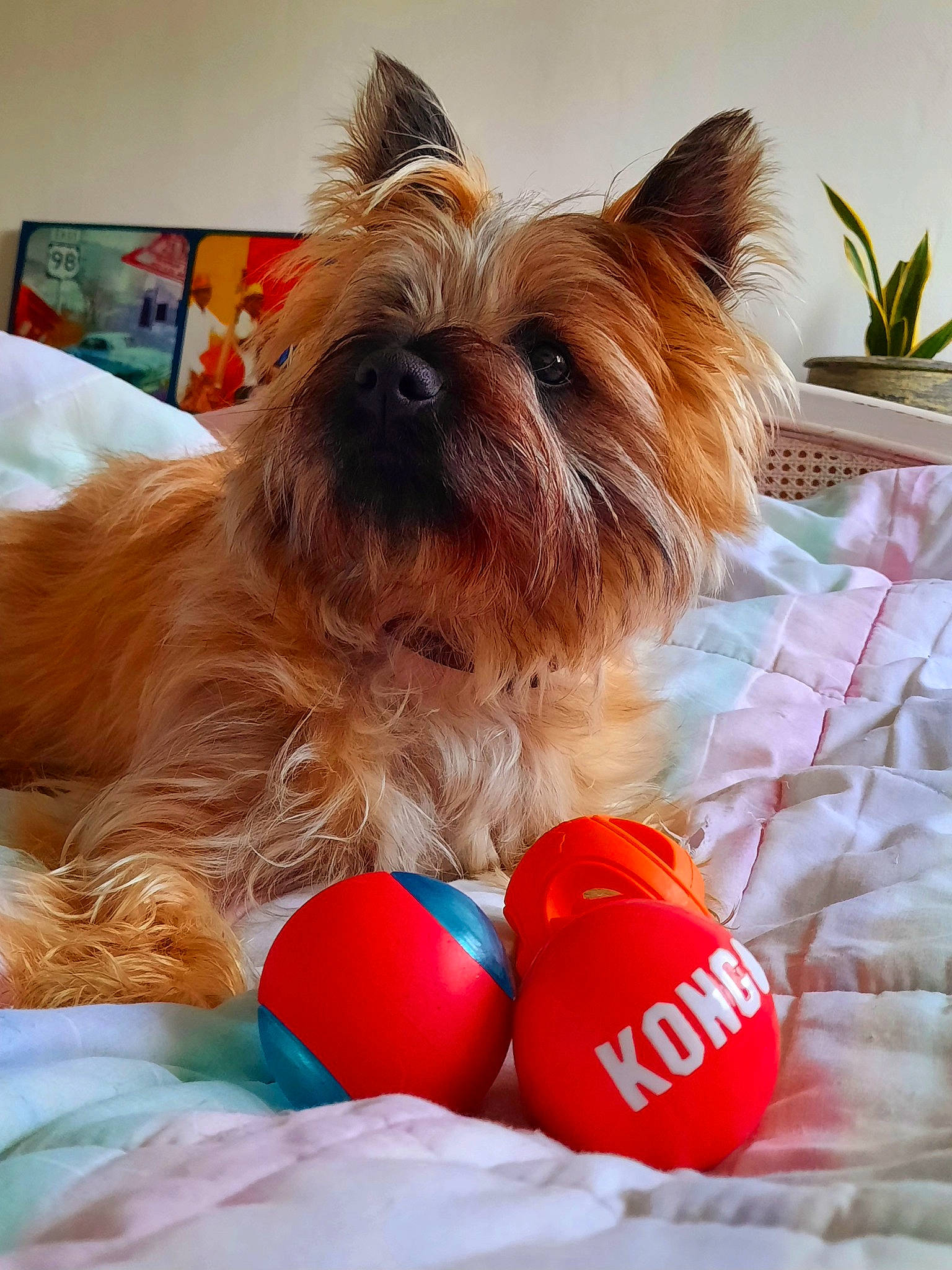 Tifen participe au concours pour gagner de l'argent avec cette photo : canidae, carnivore, companion_dog, dog, dog_breed, dog_supply, fawn, flowerpot, fur, houseplant, liver, pet_supply, plant, small_terrier, snout, sporting_group, terrier, toy_dog, working_animal, yorkshire_terrier