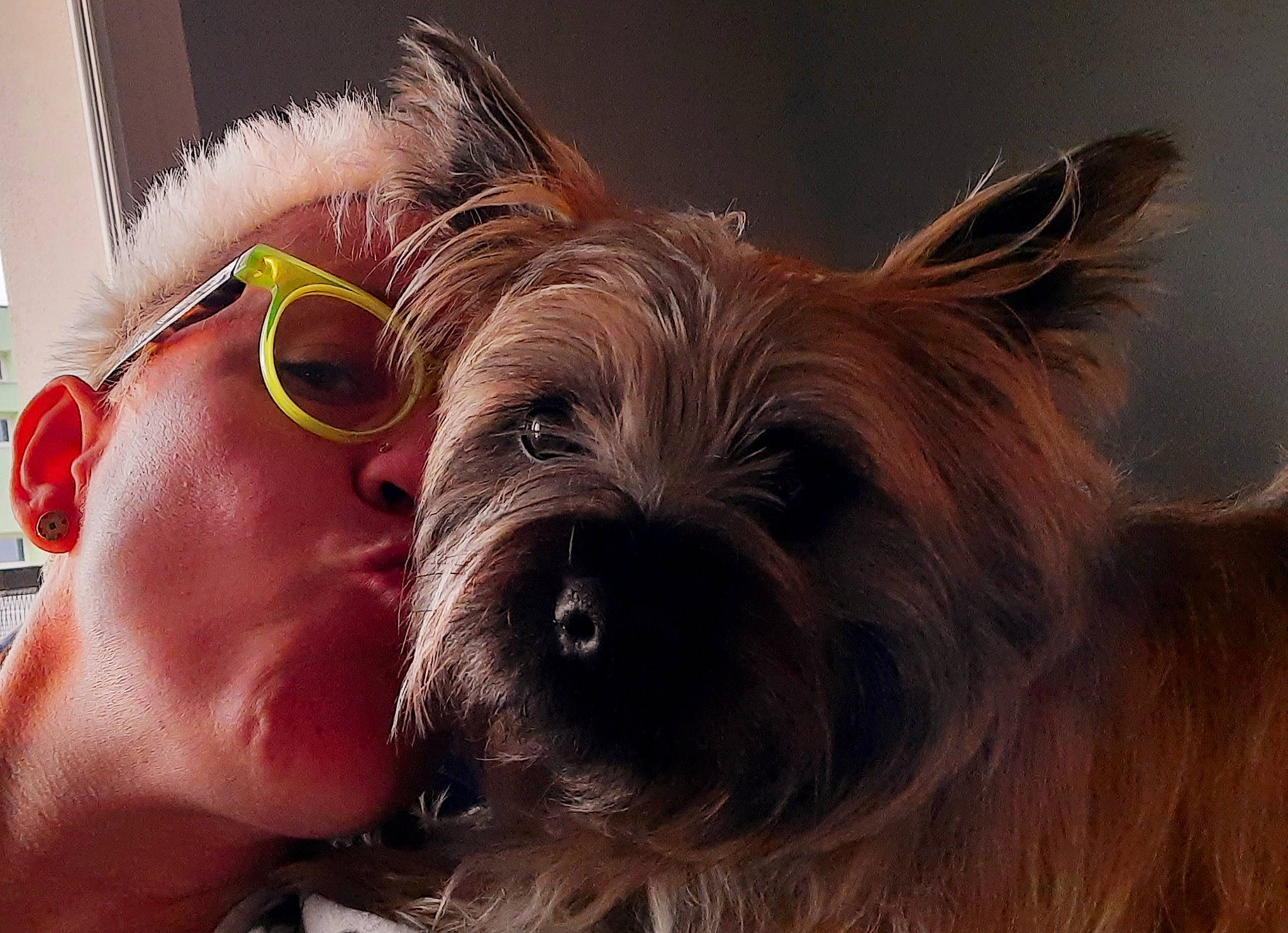 Tifen a rejoint le concours — aidez-le/la à gagner de superbes lots ! biewer_terrier, canidae, carnivore, companion_dog, dog, dog_breed, ear, eyewear, fawn, fur, happy, liver, selfie, small_terrier, snout, sporting_group, sunglasses, terrier, toy_dog, working_animal