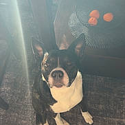 Lucky joined the competition — help win amazing prizes! dog, black_and_white, indoor, carpet, wooden_table, basket, fruit, orange, sunlight, beam, haze, curious, pet, animal, floor, looking_up, ears_up, domestic, furniture, cozy