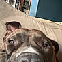 dog, close_up, nose, face, living_room, couch, cabinet, picture_frame, indoor, pet, brown_dog, canine, portrait, home, furniture, cozy, casual, tilted, blurry, domestic