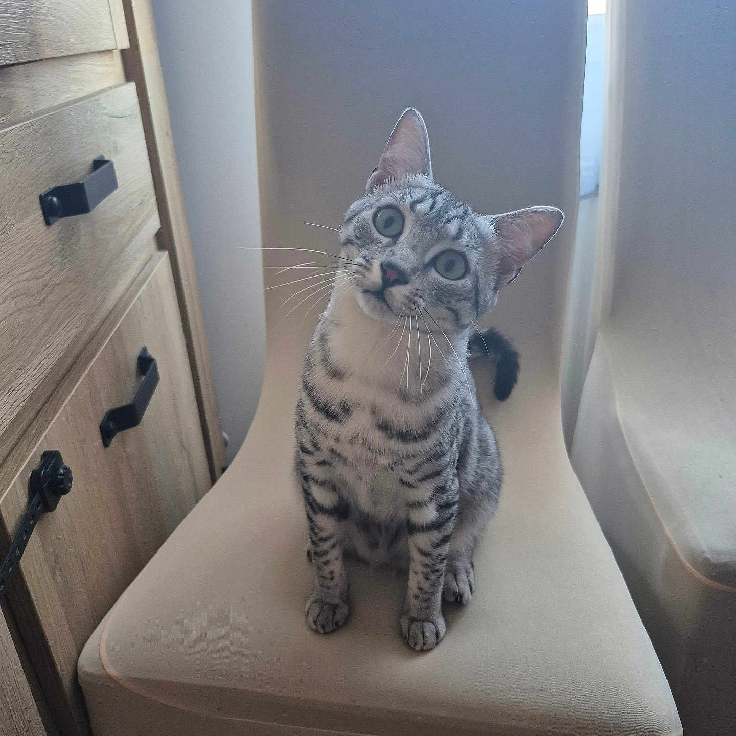 Lancelot participe au concours pour gagner de l'argent avec cette photo : animal, beige, cat, chair, closeup, curious, domestic_animal, ears, furniture, head_tilt, indoor, light, pet, portrait, shadow, sitting, striped_cat, tail, whiskers, wooden_cabinet