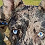 Voltaire a rejoint le concours — aidez-le/la à gagner de superbes lots ! dog, close_up, blue_eyes, fur, outdoor, animal, pet, canine, portrait, ears, texture, nature, grass, sunlight, leash, focus, expression, snout, muzzle, spot_pattern