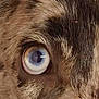 Voltaire participe au concours pour gagner de l'argent avec cette photo : dog, eye, close_up, fur, blue_eye, animal, pet, mammal, macro, texture, detail, portrait, canine, face_part, brown_fur, whiskers, natural_light, animal_eye, focus, colorful