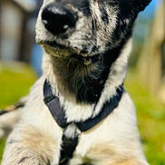 Voltaire participe au concours pour gagner de l'argent avec cette photo : dog, blue_eyes, close_up, outdoor, grass, harness, pet, canine, animal, portrait, fur, daylight, nature, muzzle, ears, paw, snout, looking, young_dog, sunny