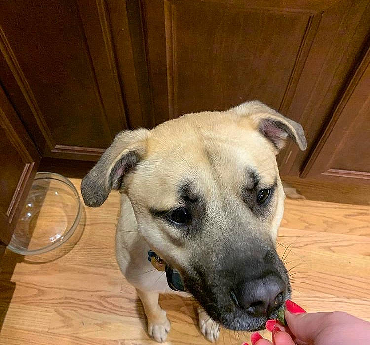Charli is registered to the contest to win money with this photo: anatolian_shepherd_dog, black_mouth_cur, canidae, carnivore, dog, dog_breed, fawn, kangal_dog, mammal, potcake_dog, snout, sporting_group, vertebrate, whiskers