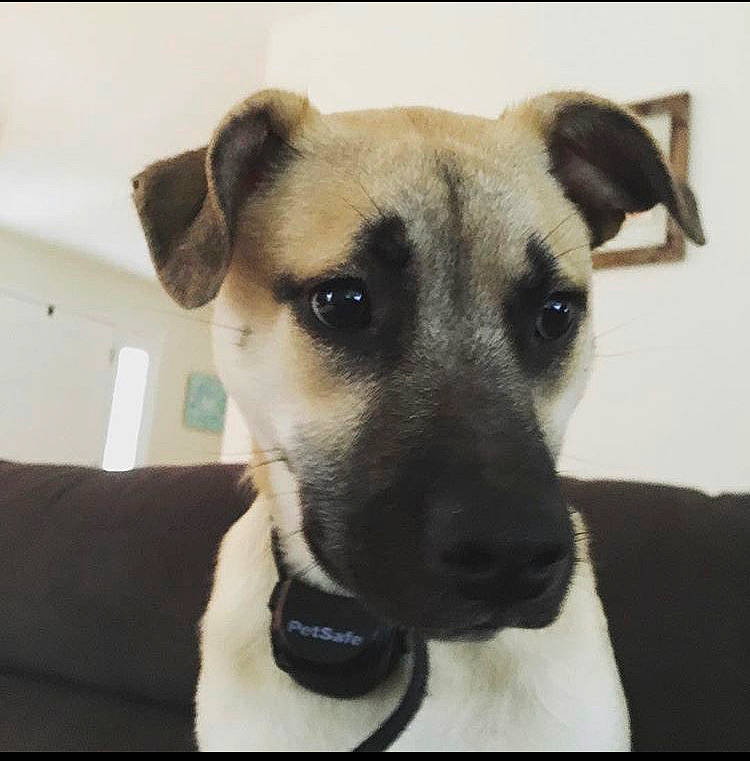 Charli is registered to the contest to win money with this photo: black_mouth_cur, canidae, carnivore, companion_dog, dog, dog_breed, ear, fawn, feist, mammal, potcake_dog, rare_breed_dog, snout, sporting_group, vertebrate, whiskers
