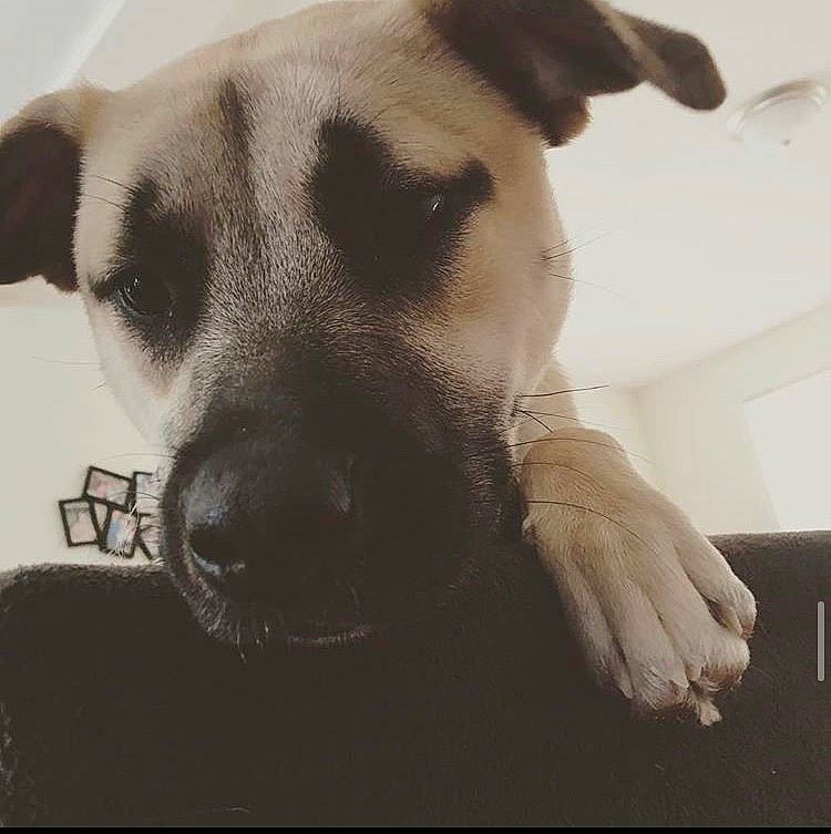 Charli joined the competition — help win amazing prizes! black_mouth_cur, canidae, carnivore, dog, dog_breed, fawn, mammal, nose, paw, potcake_dog, snout, sporting_group, whiskers