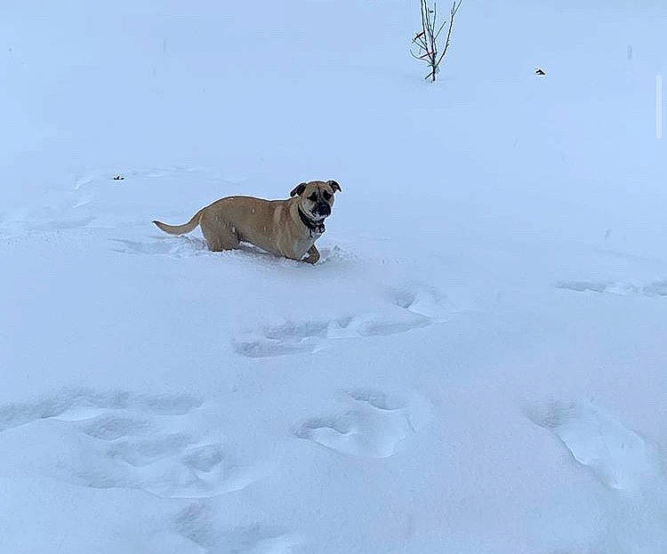 Charli is registered to the contest to win money with this photo: anatolian_shepherd_dog, arctic, blizzard, boerboel, canidae, carnivore, dog, dog_breed, fawn, freezing, snow, sporting_group, winter
