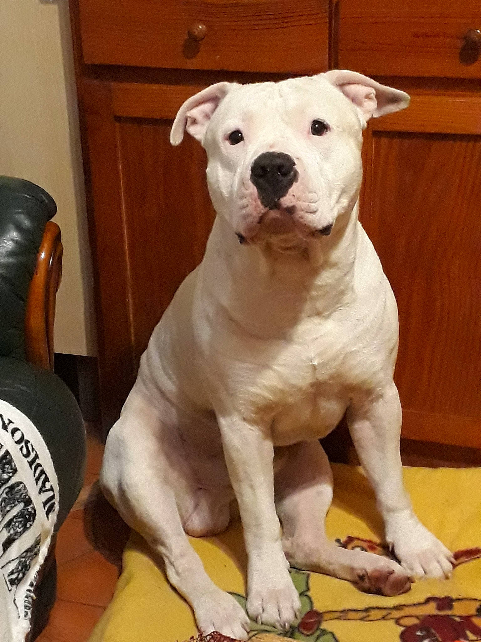 London participe au concours pour gagner de l'argent avec cette photo : ancient_dog_breeds, canidae, carnivore, collar, companion_dog, dog, dog_breed, dog_collar, fawn, flooring, foot, paw, pet_supply, snout, sporting_group, tail, terrestrial_animal, whiskers, wood, working_animal