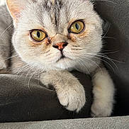 Kookie joined the competition — help win amazing prizes! cat, kitten, feline, pet, animal, close_up, portrait, silver_fur, fluffy, golden_eyes, whiskers, ears, paws, sitting, lounging, couch, indoor, home, soft_lighting, cute