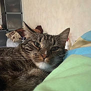 Cookie a rejoint le concours — aidez-le/la à gagner de superbes lots ! cat, tabby_cat, pet, animal, feline, whiskers, ears, green_eyes, striped_fur, brown_fur, lying_down, relaxed, bed, blanket, bedroom, indoors, cozy, portrait, close_up, home_decor