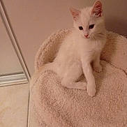 Moon a rejoint le concours — aidez-le/la à gagner de superbes lots ! kitten, cat, white_cat, pet_bed, feline, indoor, cozy, soft, curious, small, young, animal, cute, fluffy, sitting, floor, tile_floor, domestic, fur, ears