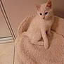 kitten, cat, white_cat, pet_bed, feline, indoor, cozy, soft, curious, small, young, animal, cute, fluffy, sitting, floor, tile_floor, domestic, fur, ears