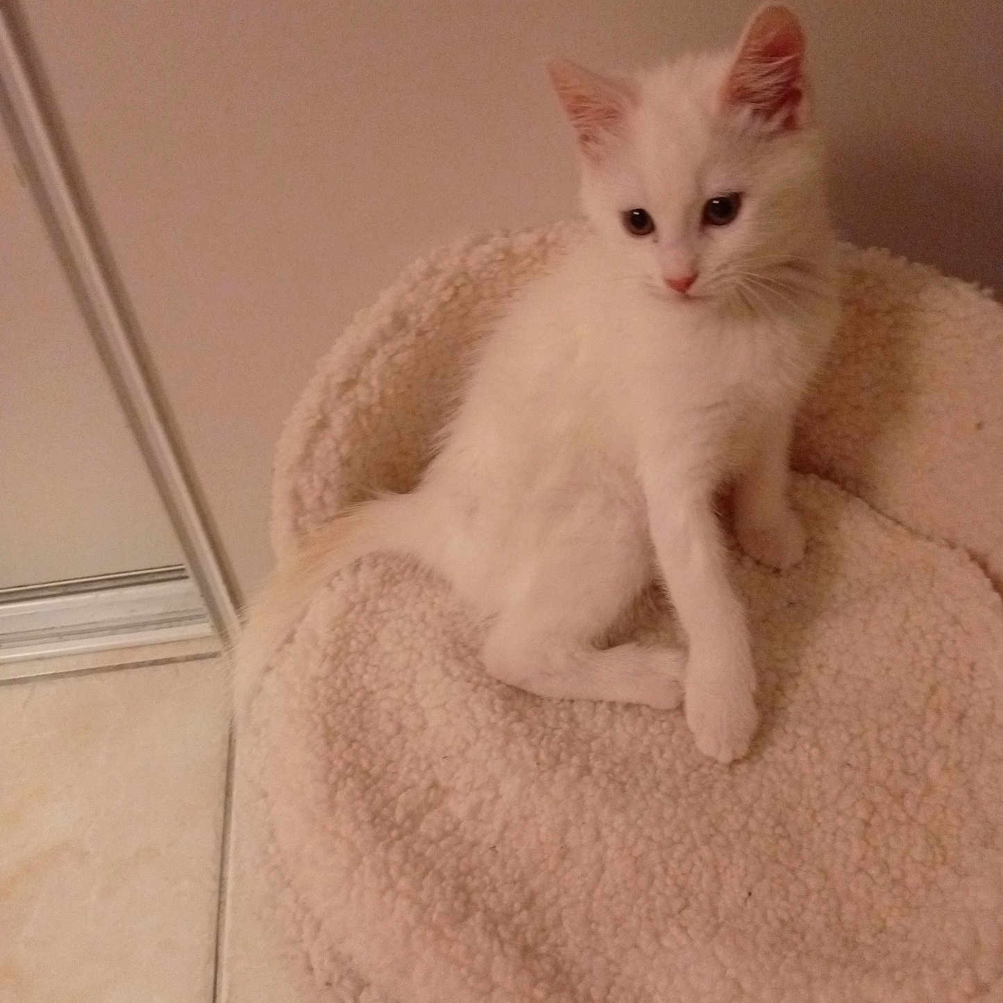 Moon a rejoint le concours — aidez-le/la à gagner de superbes lots ! animal, cat, cozy, curious, cute, domestic, ears, feline, floor, fluffy, fur, indoor, kitten, pet_bed, sitting, small, soft, tile_floor, white_cat, young