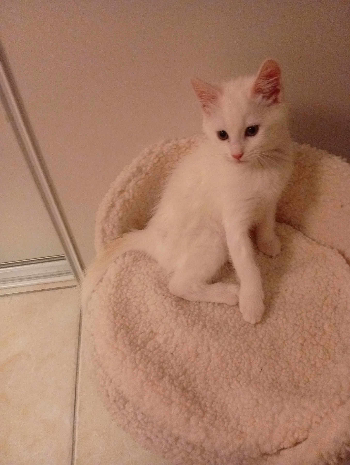 Moon a rejoint le concours — aidez-le/la à gagner de superbes lots ! kitten, cat, white_cat, pet_bed, feline, indoor, cozy, soft, curious, small, young, animal, cute, fluffy, sitting, floor, tile_floor, domestic, fur, ears