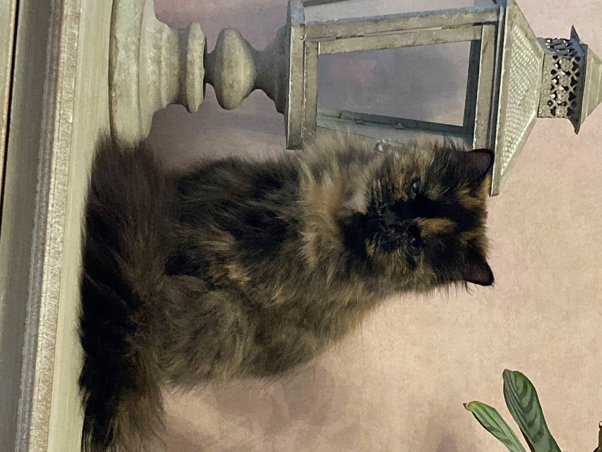 Lyra a rejoint le concours — aidez-le/la à gagner de superbes lots ! art, carnivore, cat, claw, domestic_short_haired_cat, drawing, felidae, fur, illustration, painting, paw, plant, room, small_to_medium_sized_cats, snout, tail, terrestrial_animal, visual_arts, whiskers, window