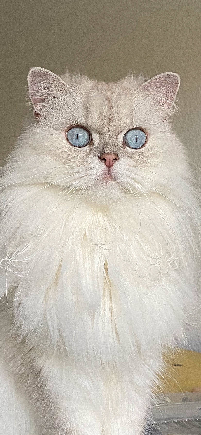 Poupette participe au concours pour gagner de l'argent avec cette photo : british_longhair, carnivore, cat, felidae, fur, iris, persian, small_to_medium_sized_cats, snout, terrestrial_animal, whiskers