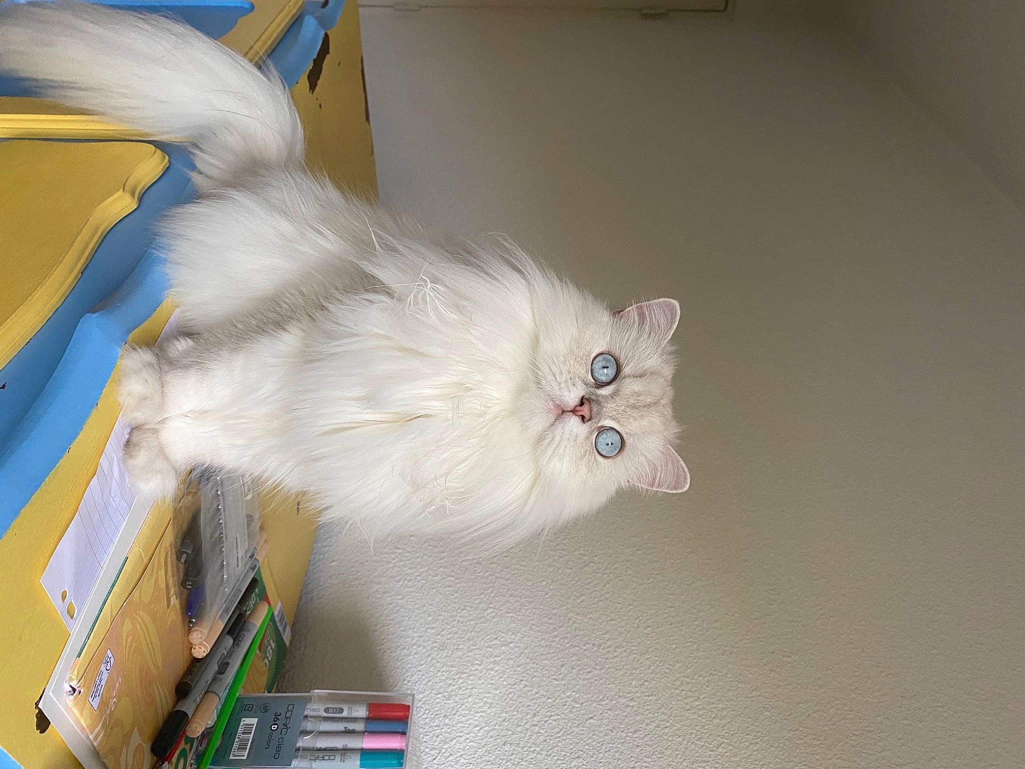 Poupette participe au concours pour gagner de l'argent avec cette photo : art, canidae, carnivore, cat, companion_dog, fawn, felidae, fur, paw, small_to_medium_sized_cats, stuffed_toy, tail, vertebrate, whiskers, wing