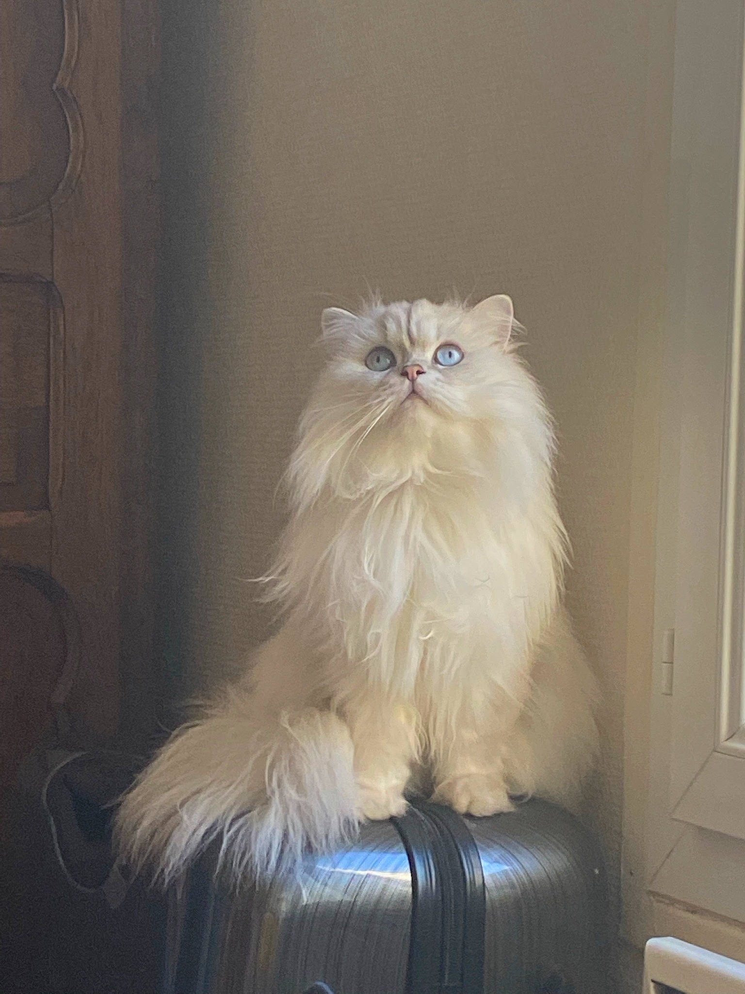 Poupette a rejoint le concours — aidez-le/la à gagner de superbes lots ! british_longhair, carnivore, cat, felidae, fur, persian, small_to_medium_sized_cats, tail, terrestrial_animal, whiskers, wood