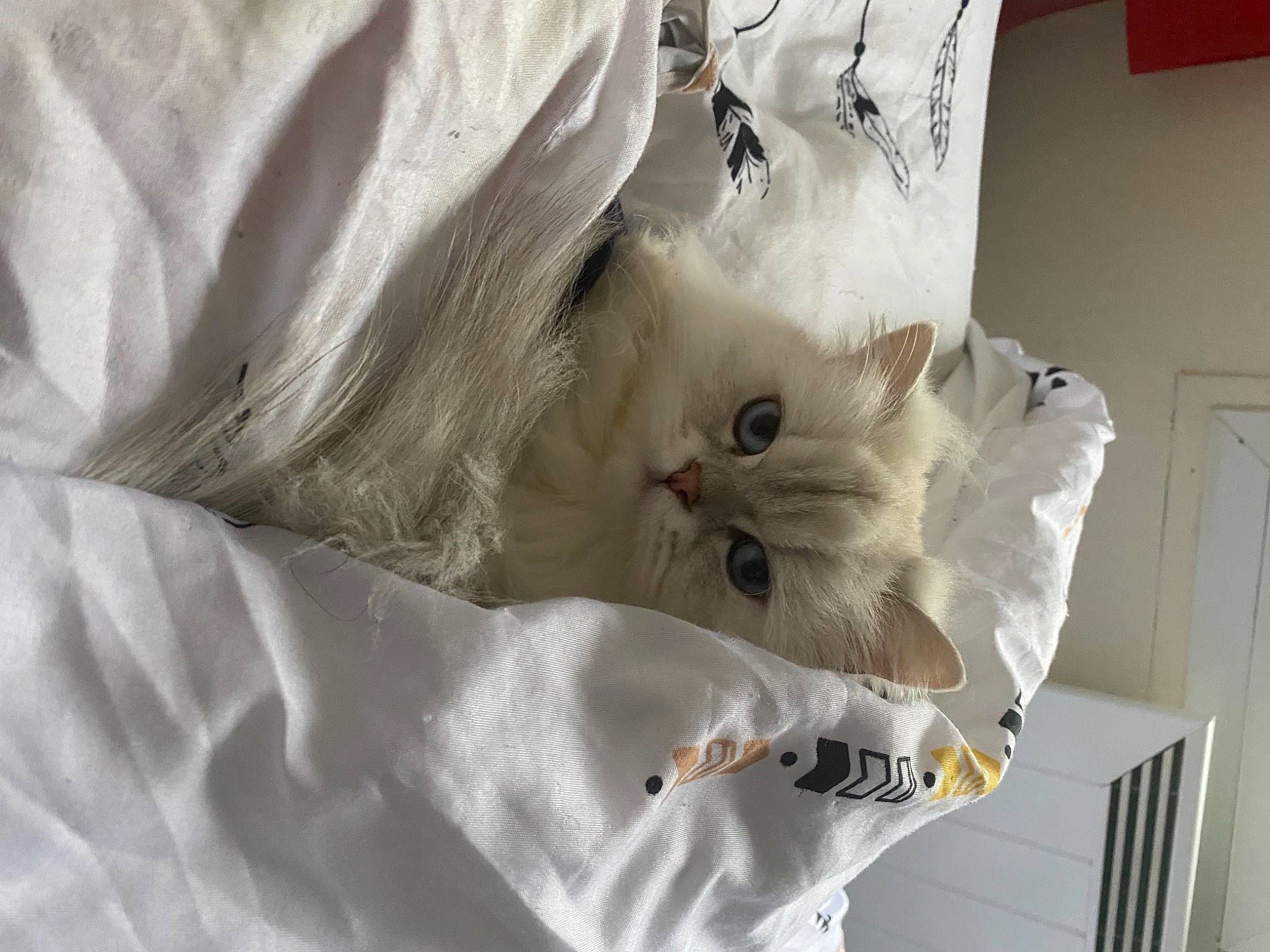 Poupette participe au concours pour gagner de l'argent avec cette photo : bed, carnivore, cat, comfort, door, fashion_accessory, felidae, fur, gesture, linens, paw, sleeve, small_to_medium_sized_cats, whiskers