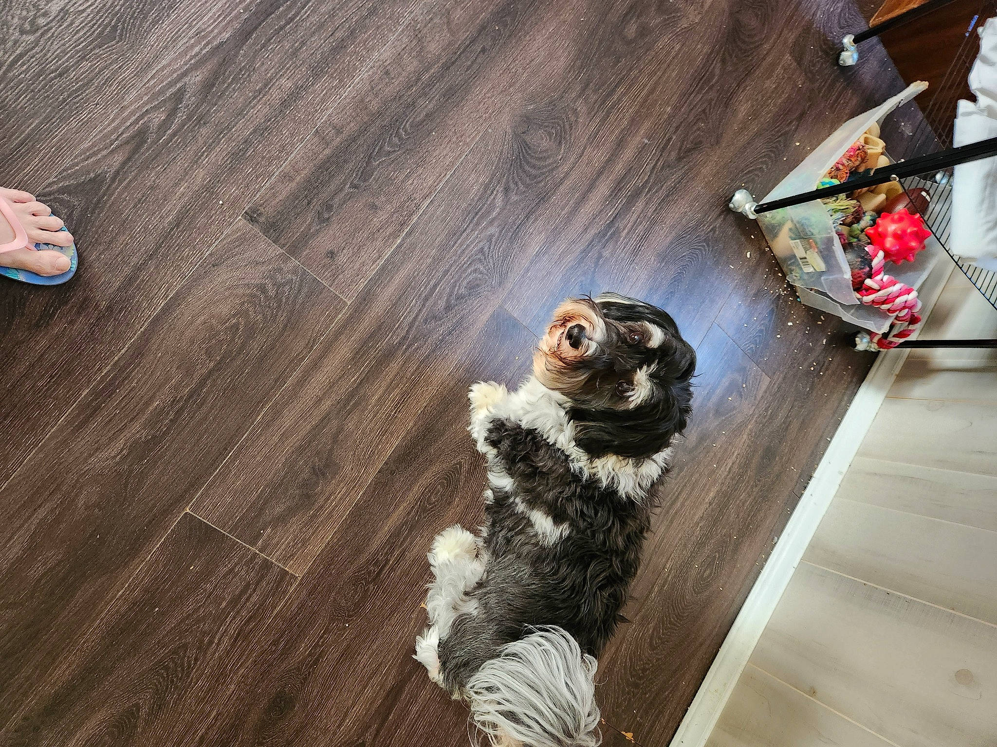 Geebee is registered to the contest to win money with this photo: carnivore, companion_dog, dog_breed, fawn, felidae, floor, flooring, goggles, hardwood, laminate_flooring, small_to_medium_sized_cats, snout, sporting_group, stuffed_toy, tail, toy, varnish, whiskers, wood, wood_stain