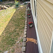 Mango is registered to the contest to win money with this photo: backyard, bricks, cat, daytime, flora, flower_pots, garden, grass, house_wall, landscape, nature, orange_tabby, outdoor, pet, plants, red_flowers, relaxed, resting, sunlight, woodpile
