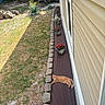 backyard, bricks, cat, daytime, flora, flower_pots, garden, grass, house_wall, landscape, nature, orange_tabby, outdoor, pet, plants, red_flowers, relaxed, resting, sunlight, woodpile