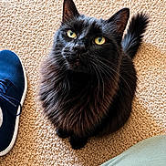 Muriel is registered to the contest to win money with this photo: animal, black_cat, carpet, cat, close_up, companion, curious, cute, domestic_animal, feline, fluffy, fur, indoor, looking_up, pet, shoe, sneaker, tail, whiskers, yellow_eyes