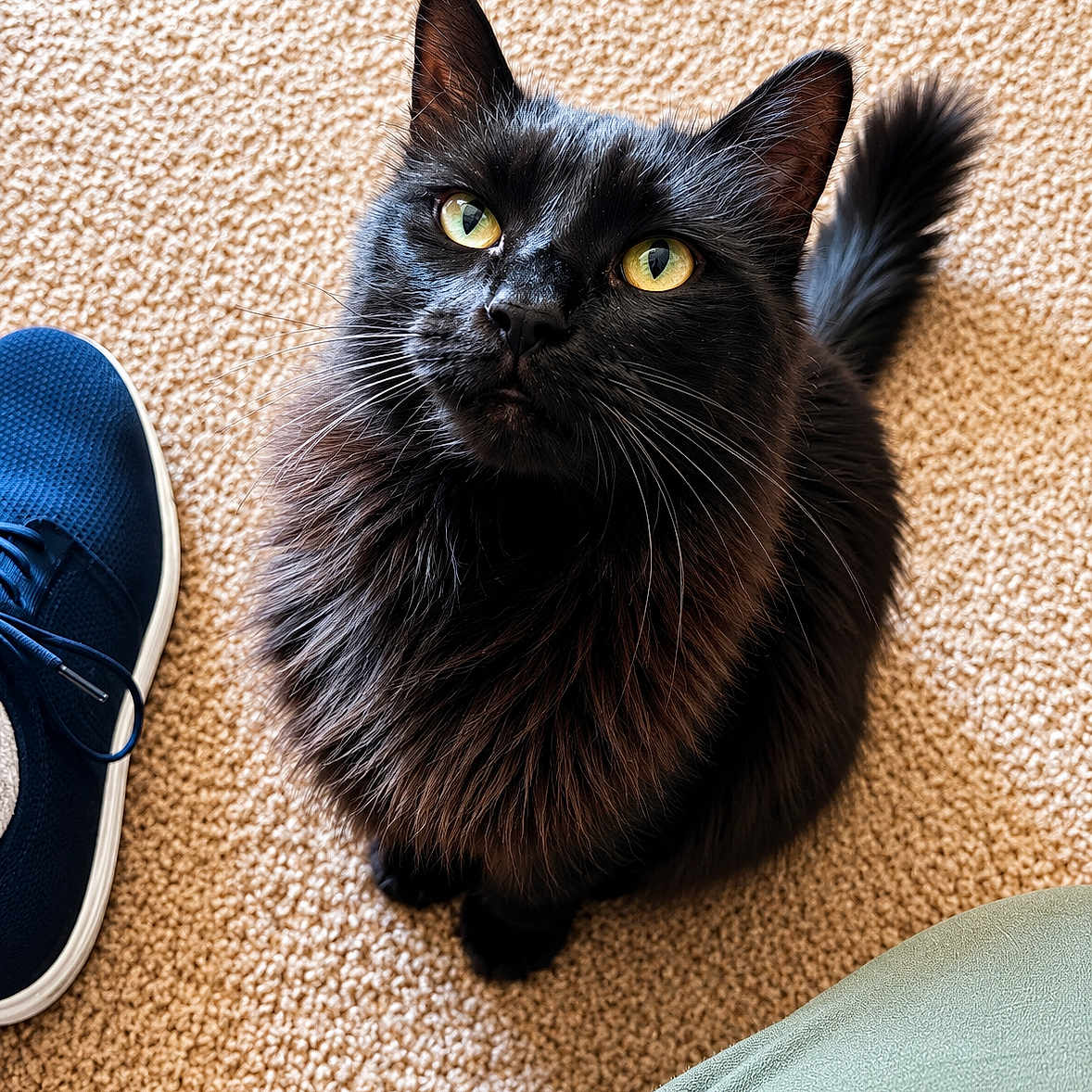 Muriel is registered to the contest to win money with this photo: animal, black_cat, carpet, cat, close_up, companion, curious, cute, domestic_animal, feline, fluffy, fur, indoor, looking_up, pet, shoe, sneaker, tail, whiskers, yellow_eyes
