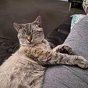 Duchesse participe au concours pour gagner de l'argent avec cette photo : cat, indoor, resting, relaxed, fur, pet, couch, leather, paw, gray, sweatpants, person, comfort, sleeping, cozy, home, animal, mammal, whiskers, closeup