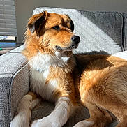 Finn is registered to the contest to win money with this photo: animal, brown, calm, canine, couch, cozy, dog, domestic_animal, fur, furniture, home, indoor, laying, paw, pet, portrait, relaxing, sunlight, white, window