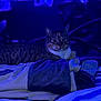 bed, bedding, blanket, blue_lighting, cat, cozy, ears, feline, indoor, looking_at_camera, lying_down, neon, night, pet, portrait, resting, striped_fur, tabby_cat, towel, whiskers