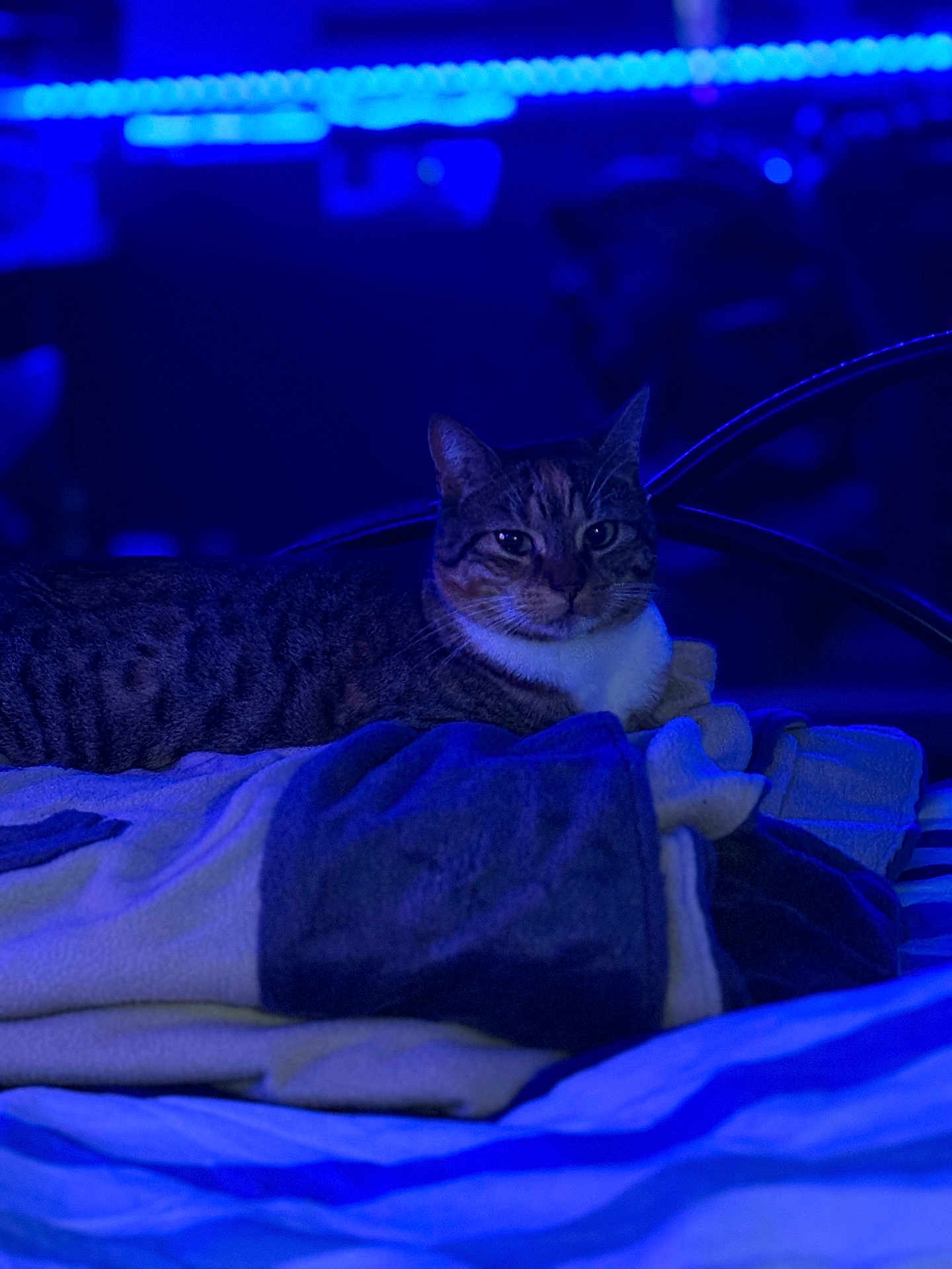 Cookie a rejoint le concours — aidez-le/la à gagner de superbes lots ! bed, bedding, blanket, blue_lighting, cat, cozy, ears, feline, indoor, looking_at_camera, lying_down, neon, night, pet, portrait, resting, striped_fur, tabby_cat, towel, whiskers