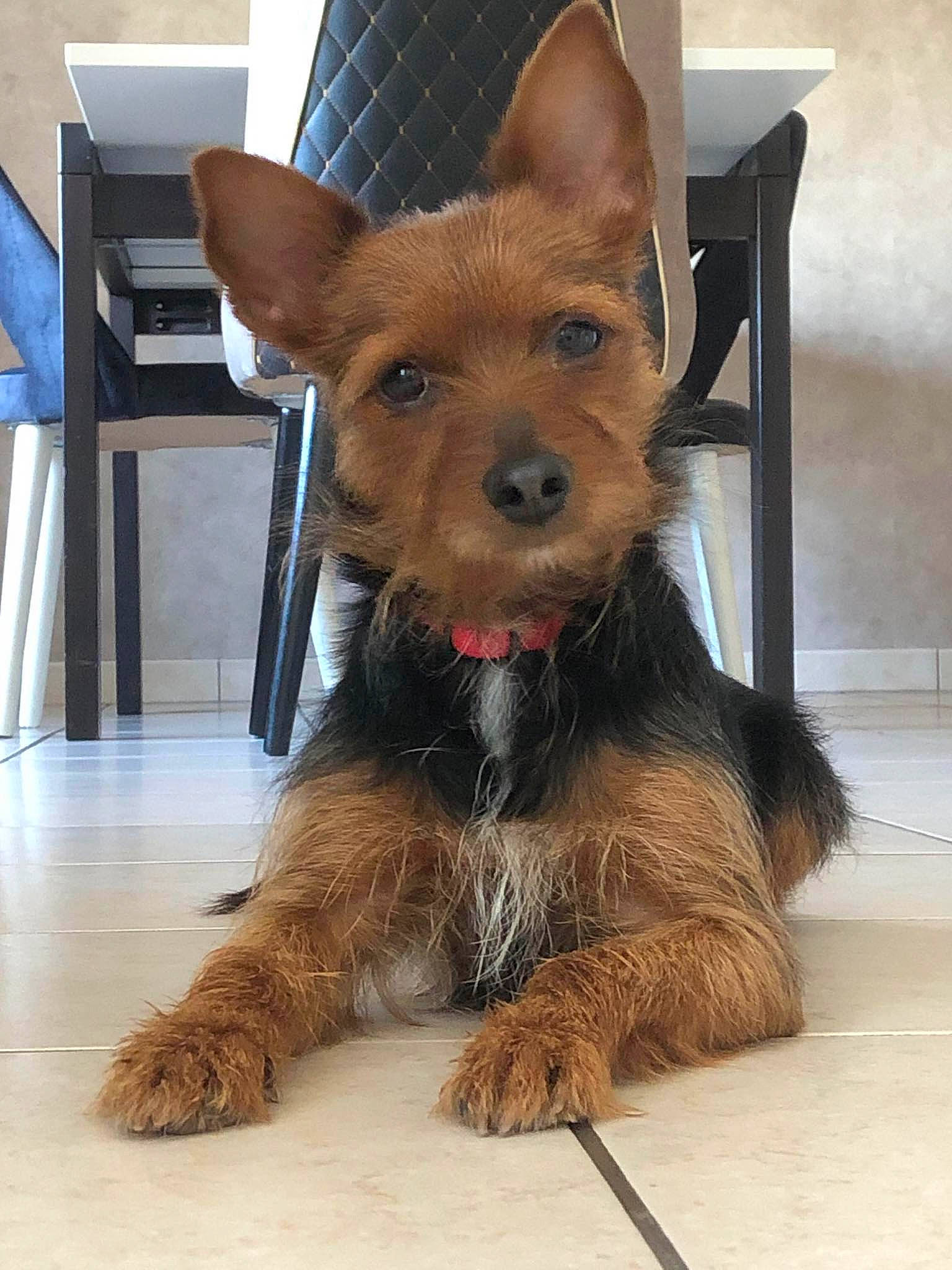 Diana participe au concours pour gagner de l'argent avec cette photo : canidae, carnivore, companion_dog, dog, dog_breed, dog_supply, fawn, flooring, fur, liver, small_terrier, snout, sporting_group, tail, terrestrial_animal, terrier, toy_dog, whiskers, working_animal, working_dog