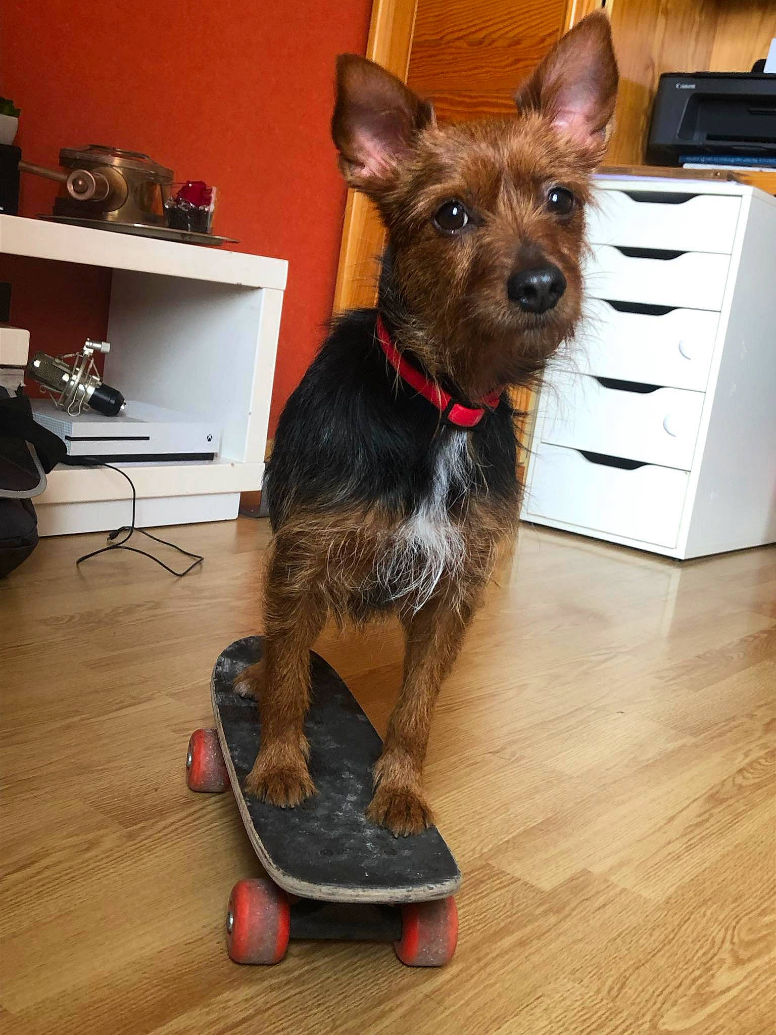 Diana a rejoint le concours — aidez-le/la à gagner de superbes lots ! canidae, carnivore, collar, companion_dog, dog, dog_breed, dog_supply, fawn, floor, flooring, fur, hardwood, laminate_flooring, shelf, sporting_group, varnish, wood, wood_flooring, working_animal, working_dog