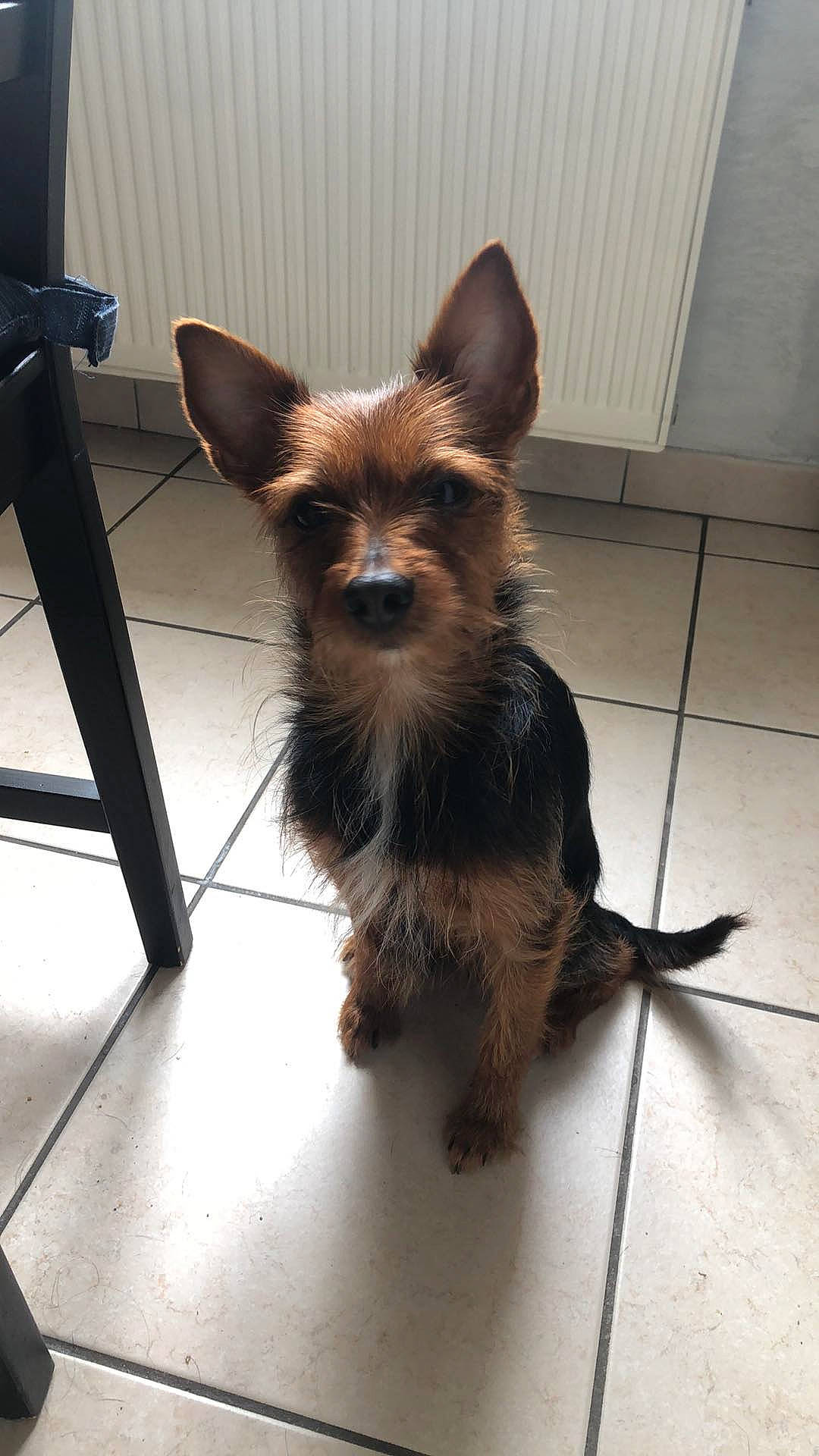 Diana participe au concours pour gagner de l'argent avec cette photo : canidae, carnivore, collar, companion_dog, dog, dog_breed, dog_supply, fawn, flooring, fur, liver, pet_supply, snout, sporting_group, tail, terrestrial_animal, tile_flooring, toy_dog, whiskers, working_animal