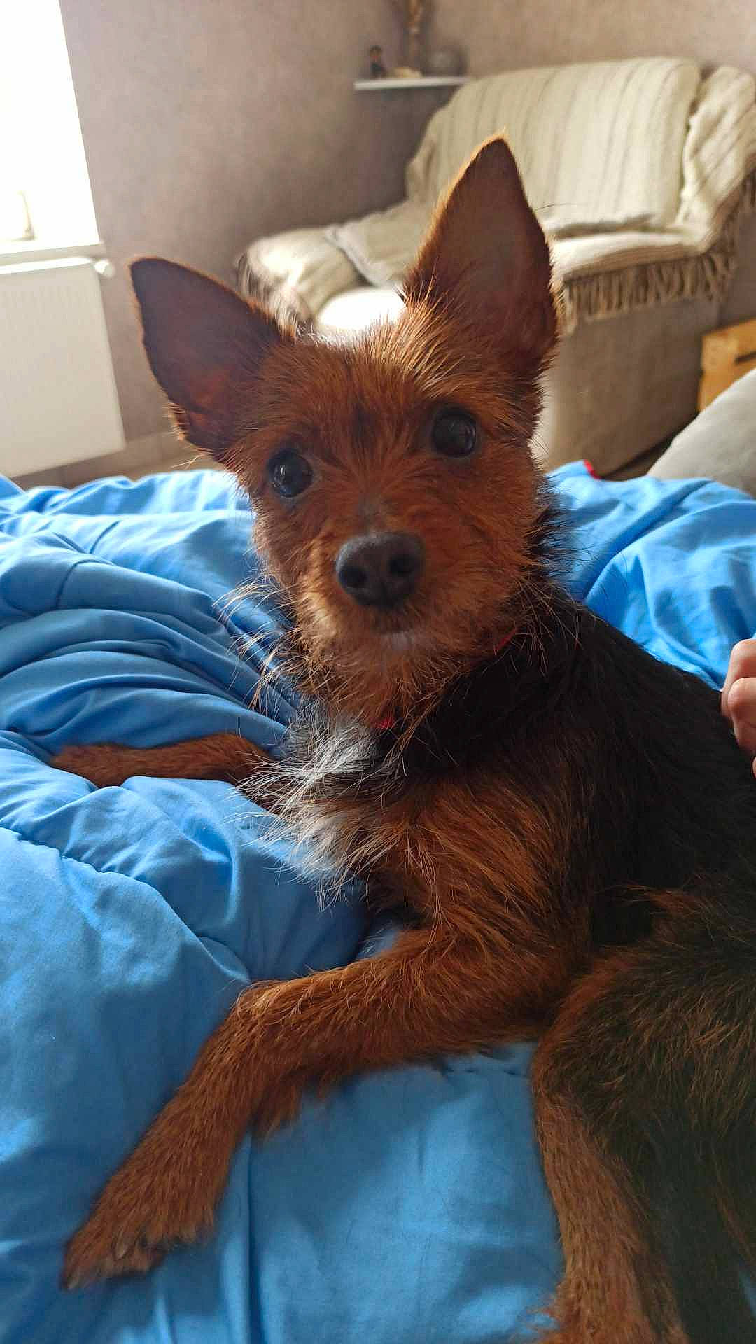 Diana participe au concours pour gagner de l'argent avec cette photo : canidae, carnivore, comfort, companion_dog, dog, dog_breed, dog_supply, ear, fawn, fur, head, liver, snout, sporting_group, terrestrial_animal, terrestrial_plant, texas_heeler, toy_dog, whiskers, working_animal