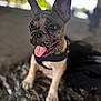 Mimi is registered to the contest to win money with this photo: dog, puppy, french_bulldog, close_up, tongue_out, black_harness, ears, sitting, marble_surface, indoor, pet, cute, animal, portrait, young, playful, focus, expression, nose, eyes