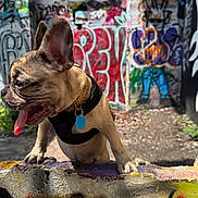 Mimi joined the competition — help win amazing prizes! dog, puppy, french_bulldog, brindle, collar, tag, tongue_out, graffiti, street_art, concrete, urban, alley, daylight, outdoor, playful, close_up, colorful, wall, paw, canine