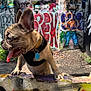 dog, puppy, french_bulldog, brindle, collar, tag, tongue_out, graffiti, street_art, concrete, urban, alley, daylight, outdoor, playful, close_up, colorful, wall, paw, canine