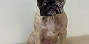 Mimi is registered to the contest to win money with this photo: dog, french_bulldog, puppy, brindle, pet, animal, ears, sitting, wooden_surface, indoor, close_up, portrait, cute, young, canine, domestic_animal, looking_at_camera, short_fur, background_blur, adorable