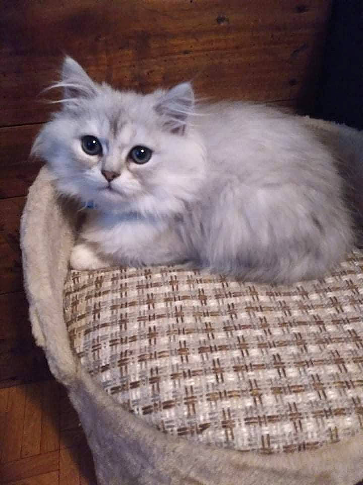 Noix De Coco participe au concours pour gagner de l'argent avec cette photo : basket, british_longhair, carnivore, cat, cat_supply, comfort, fawn, felidae, fur, paw, small_to_medium_sized_cats, snout, tail, terrestrial_animal, whiskers, wicker