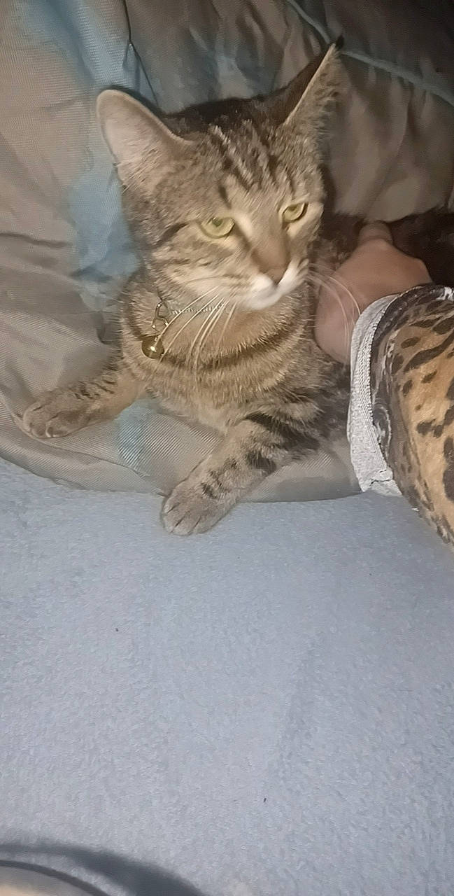 Caramela a rejoint le concours — aidez-le/la à gagner de superbes lots ! carnivore, cat, claw, comfort, domestic_short_haired_cat, eye, fawn, felidae, flooring, foot, fur, gesture, head, human_leg, paw, small_to_medium_sized_cats, snout, tail, whiskers, wood