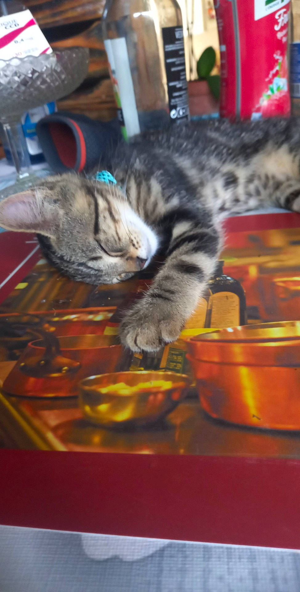 Caramela a rejoint le concours — aidez-le/la à gagner de superbes lots ! bowl, carnivore, cat, cat_food, cat_supply, claw, domestic_short_haired_cat, felidae, fruit, fur, paw, serveware, small_to_medium_sized_cats, snout, still_life, tableware, tail, whiskers